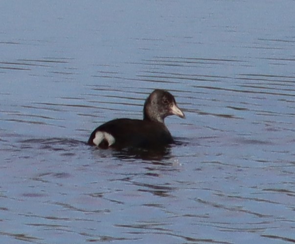 American Coot - ML642645117