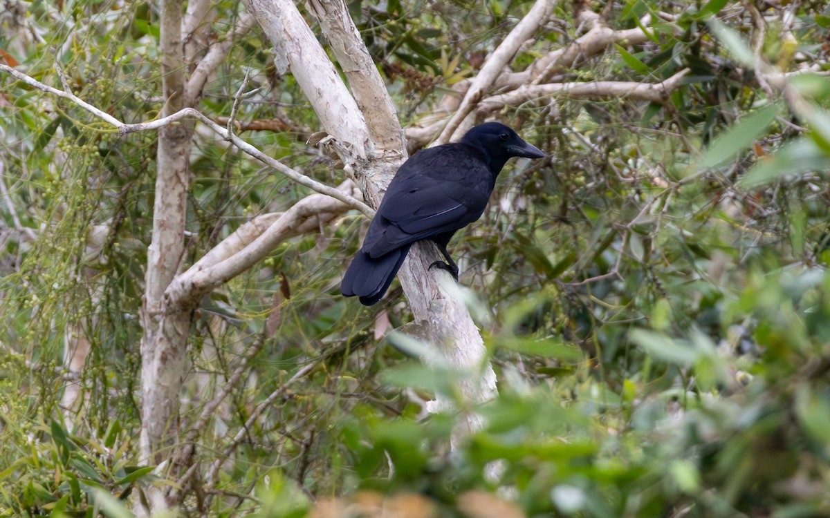 Corbeau calédonien - ML642645119