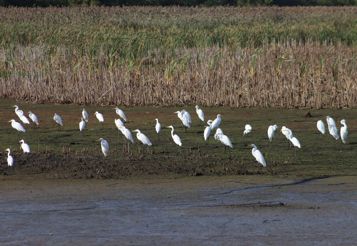 Great Egret - ML642645126