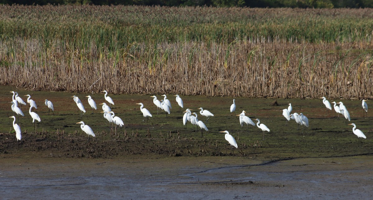 Great Egret - ML642645128
