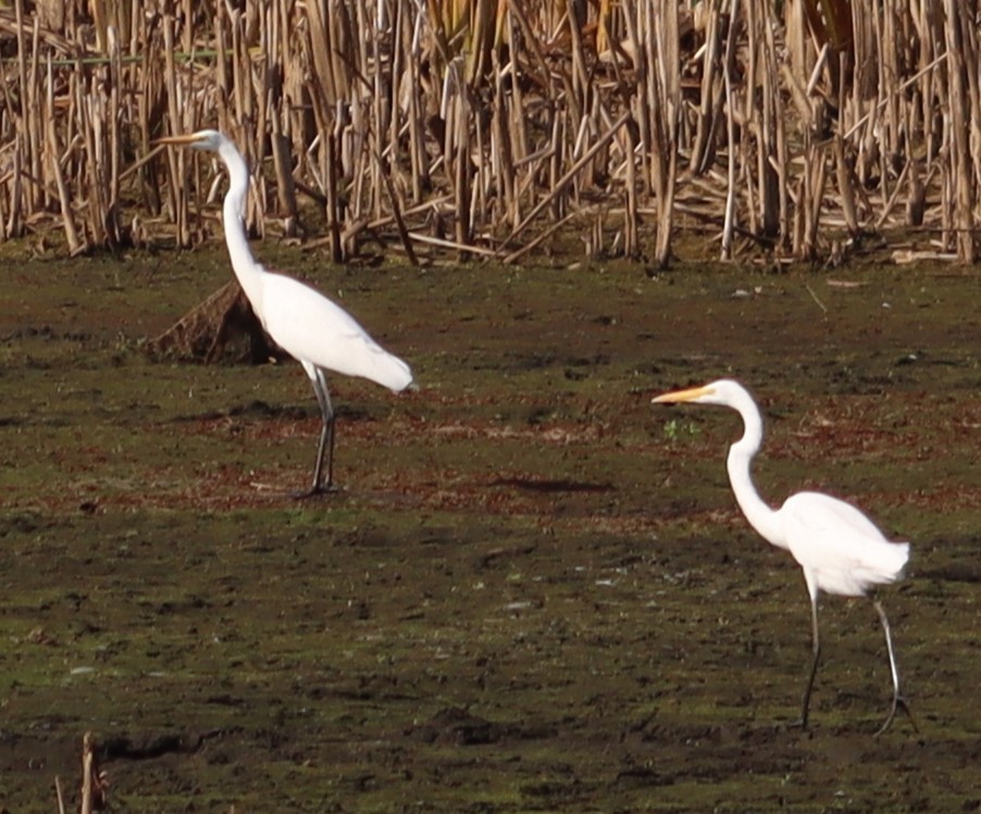 Great Egret - ML642645130