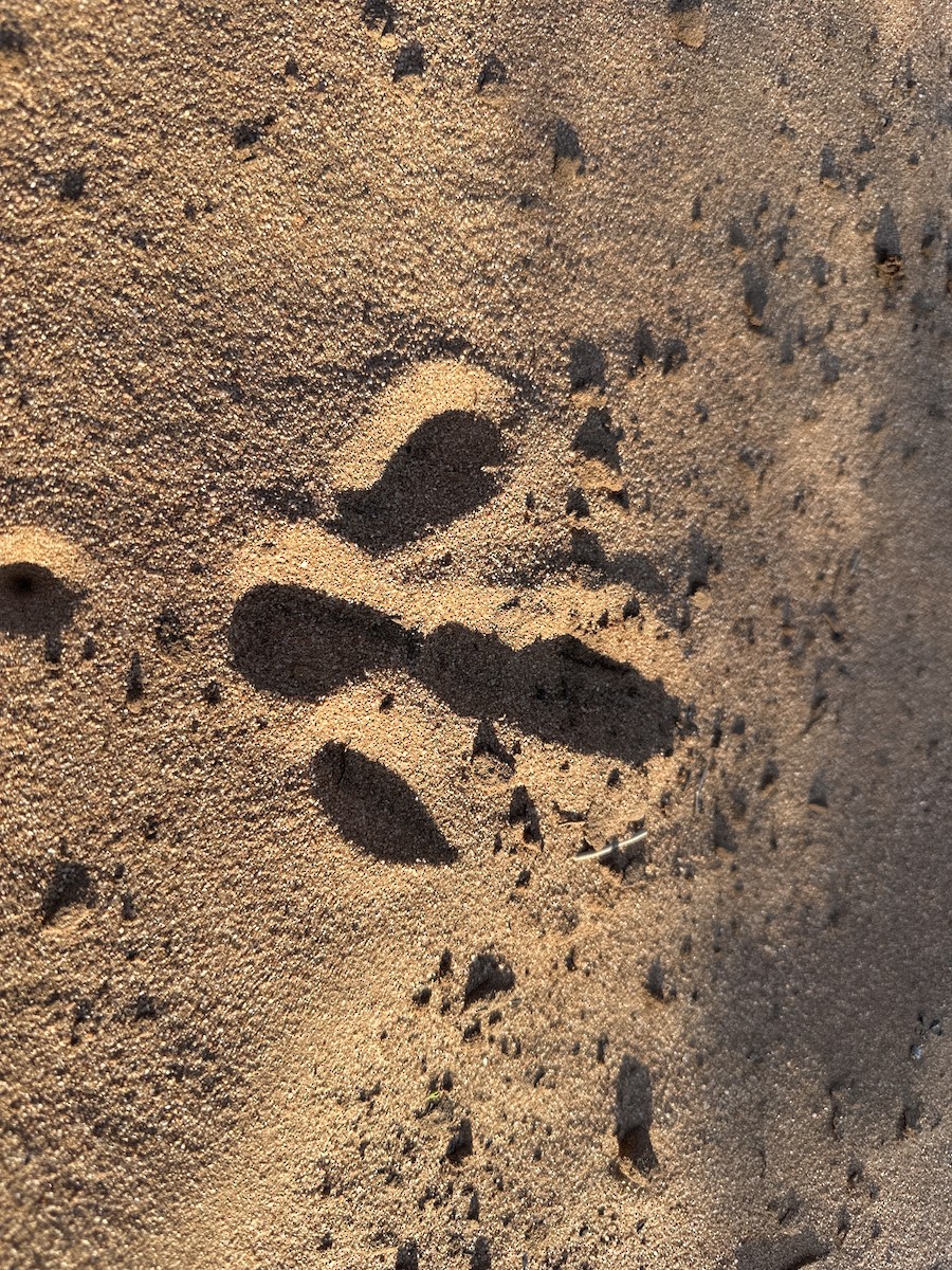 Malleefowl - ML642645131