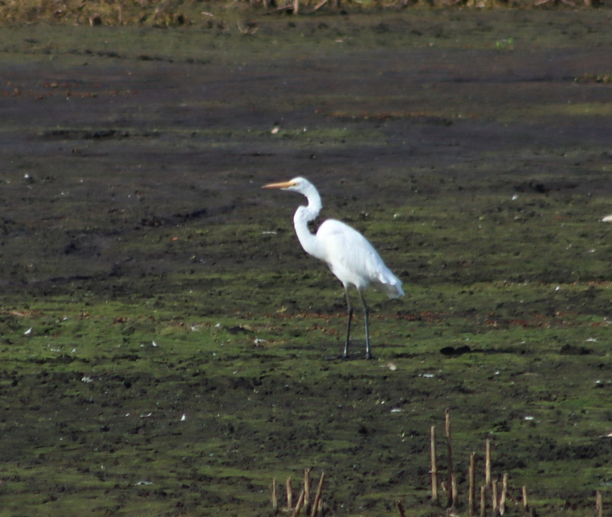 Great Egret - ML642645132