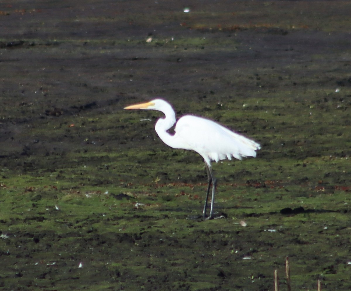 Great Egret - ML642645135