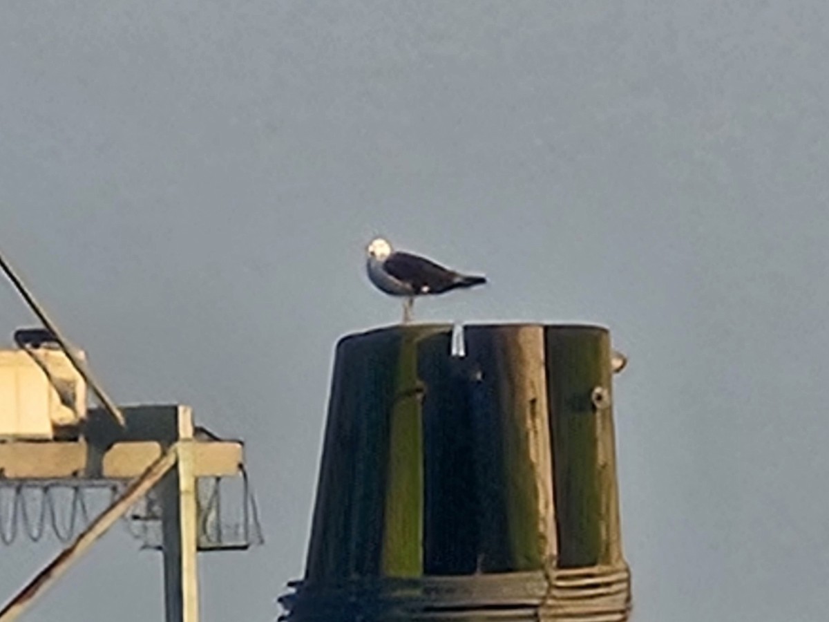 Great Black-backed Gull - ML642645136
