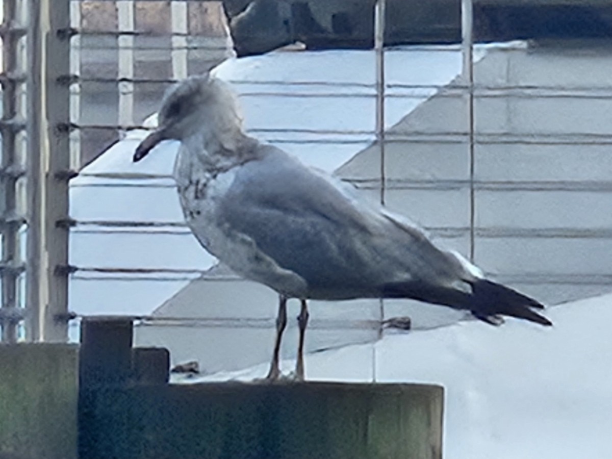 Ring-billed Gull - ML642645137