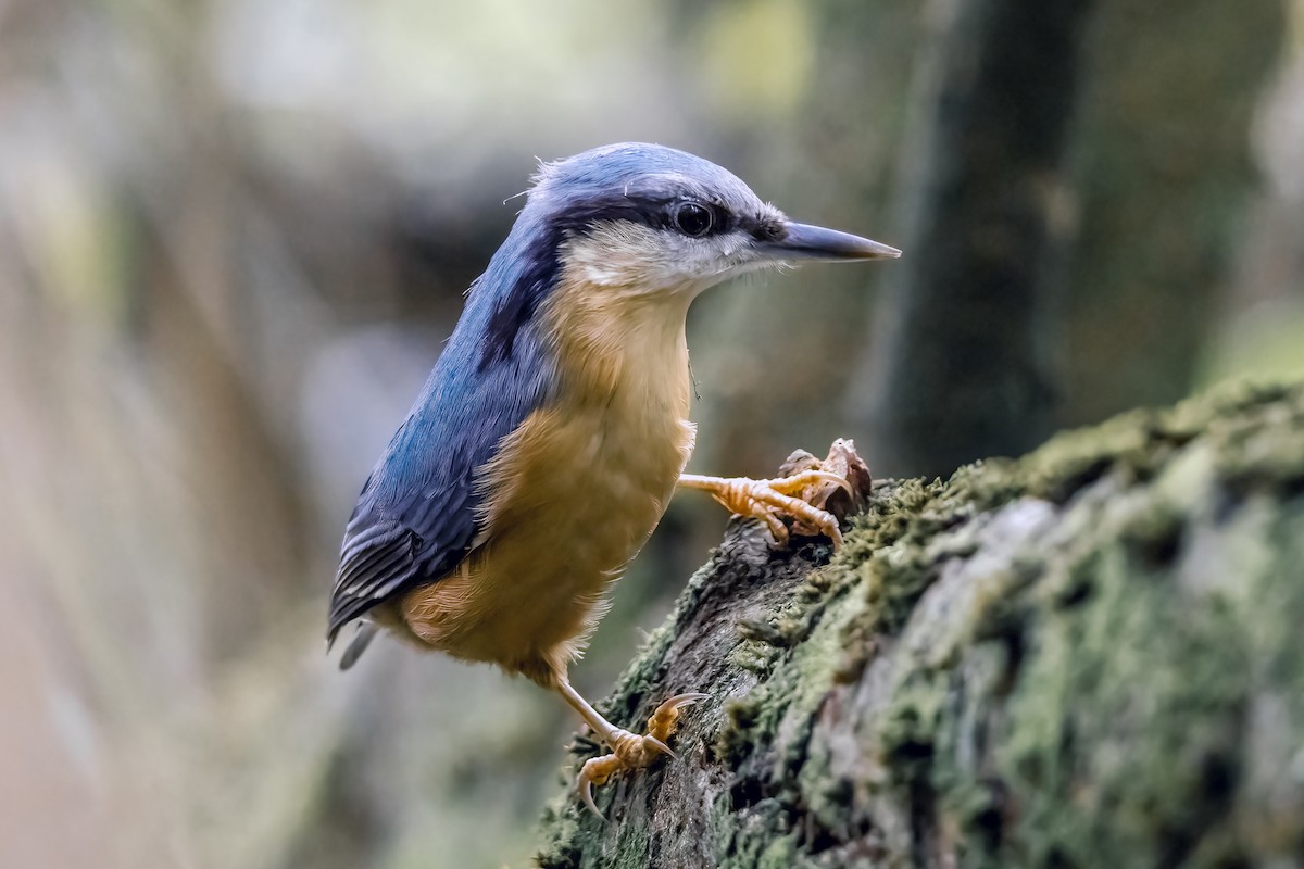 Eurasian Nuthatch - ML642645170