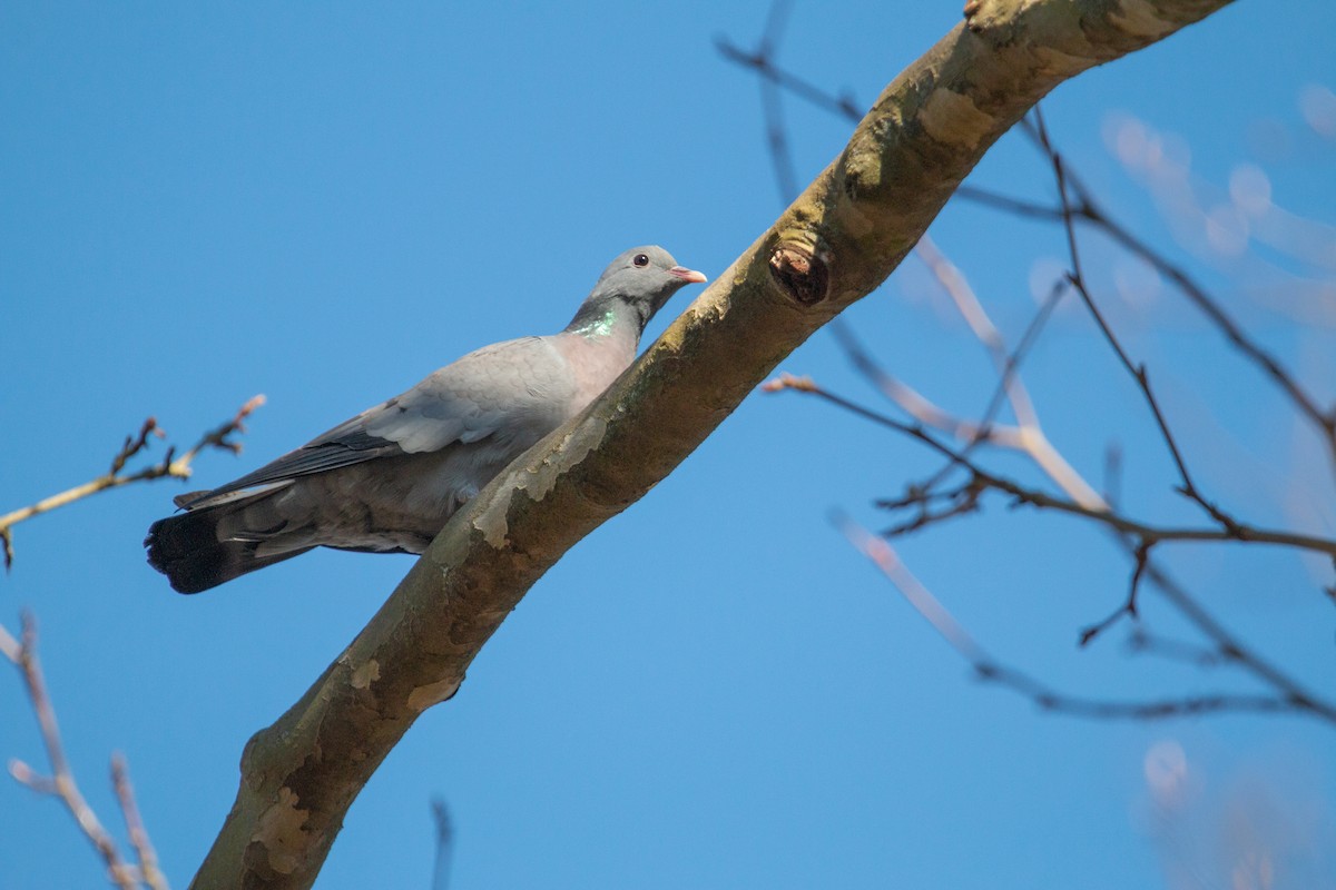 Stock Dove - ML642645180