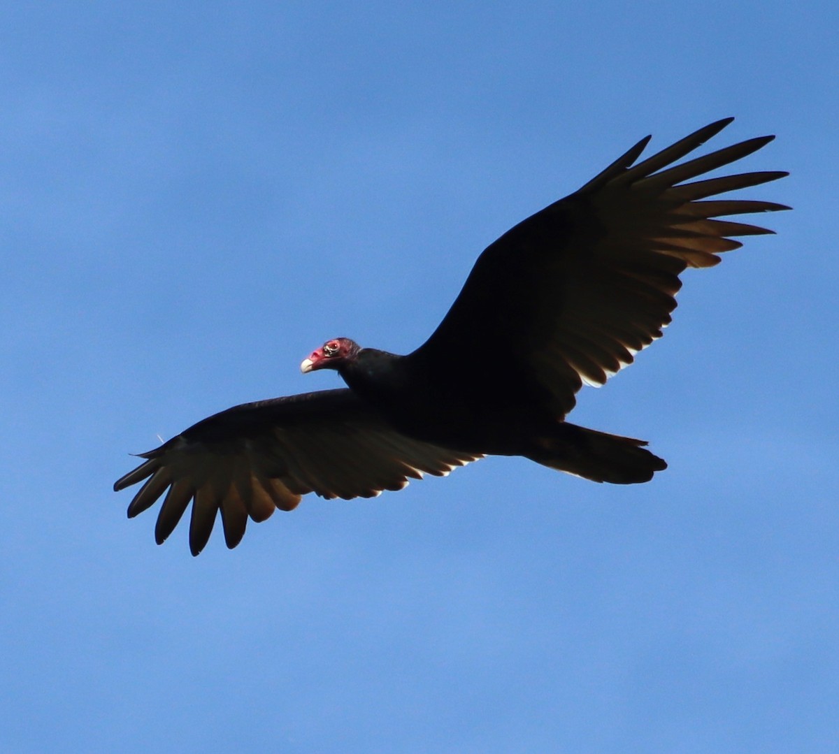 Turkey Vulture - ML642645201