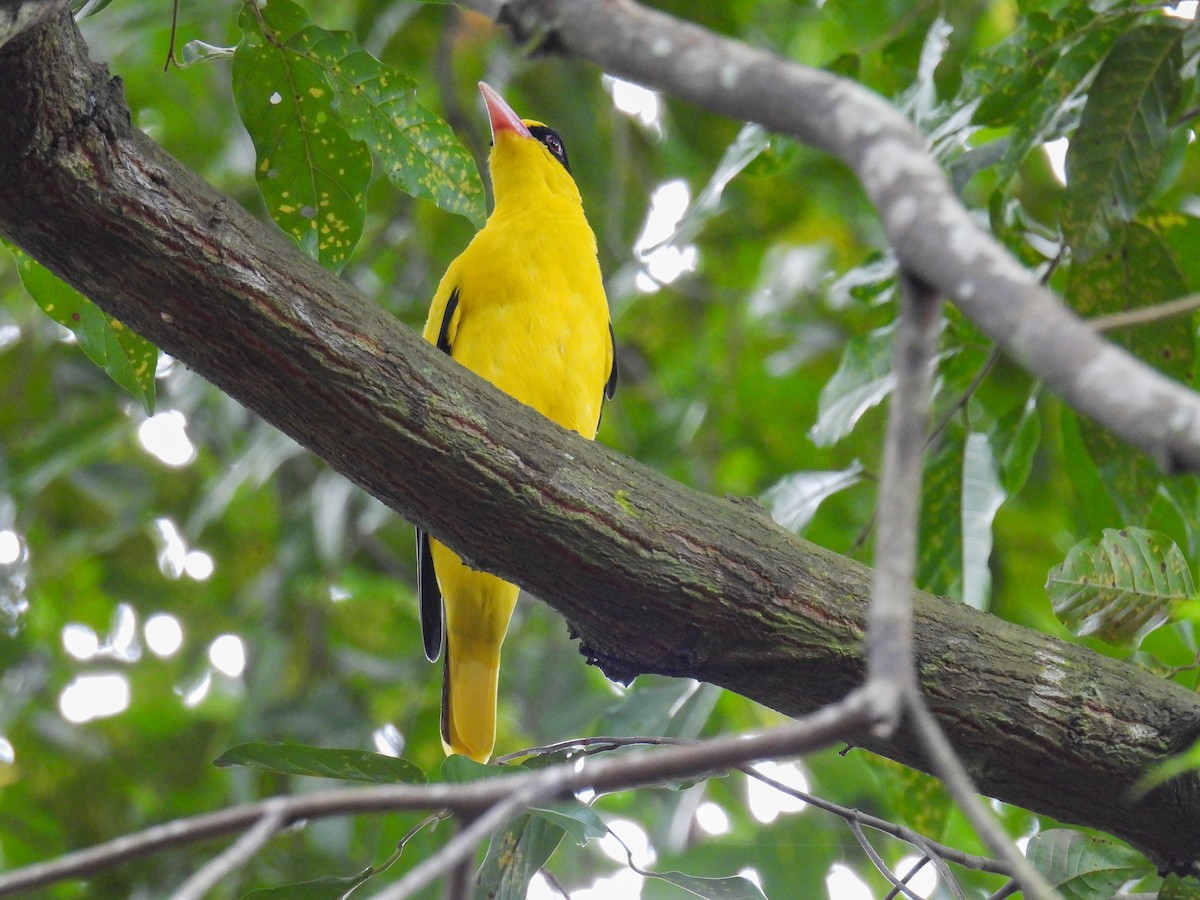 Black-naped Oriole - ML642645205