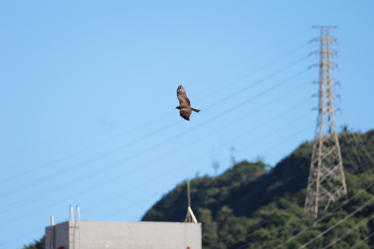 トビ（lineatus／formosanus） - ML642645238
