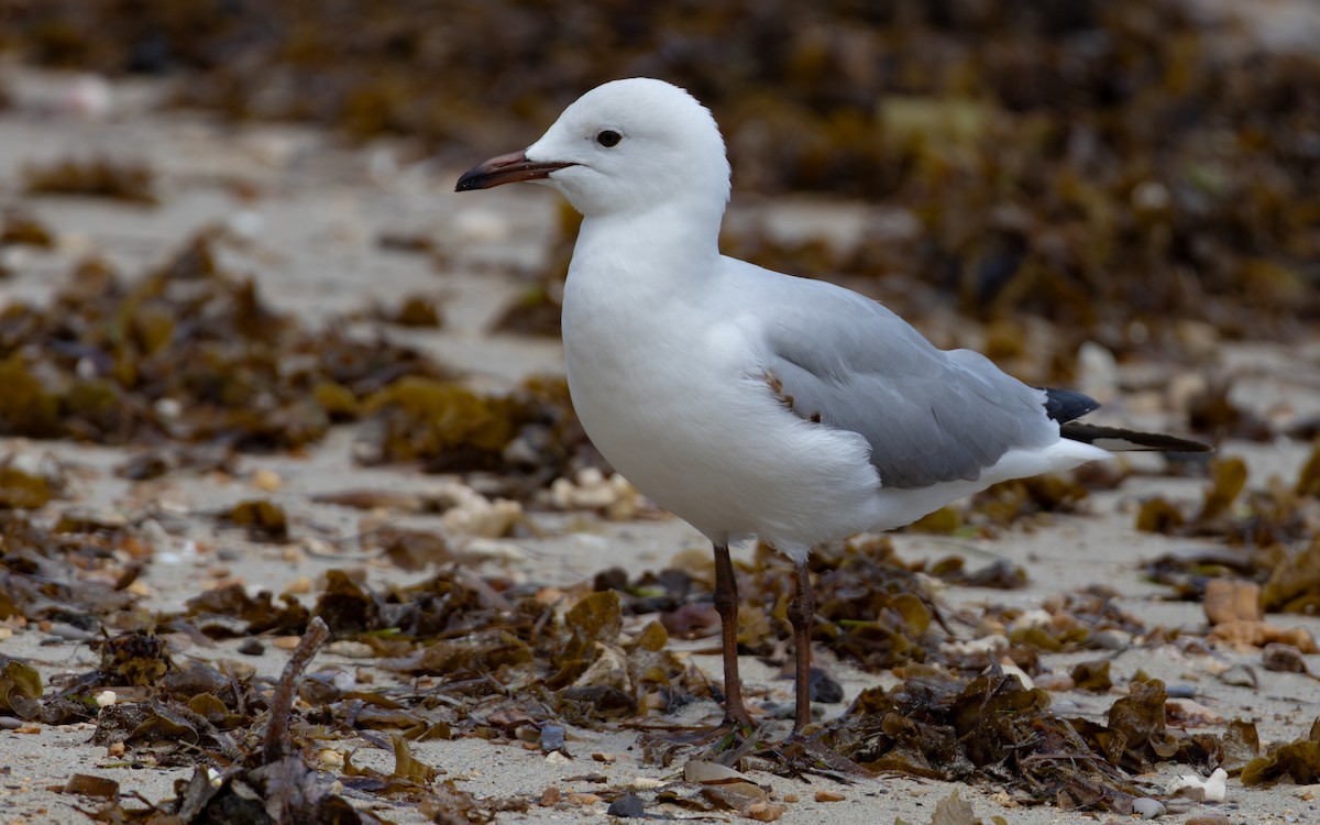Mouette argentée - ML642645243