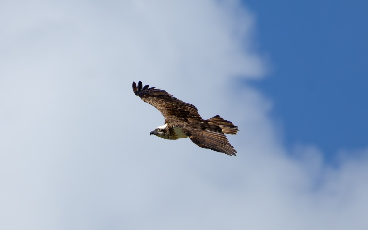 Balbuzard pêcheur - ML642645247
