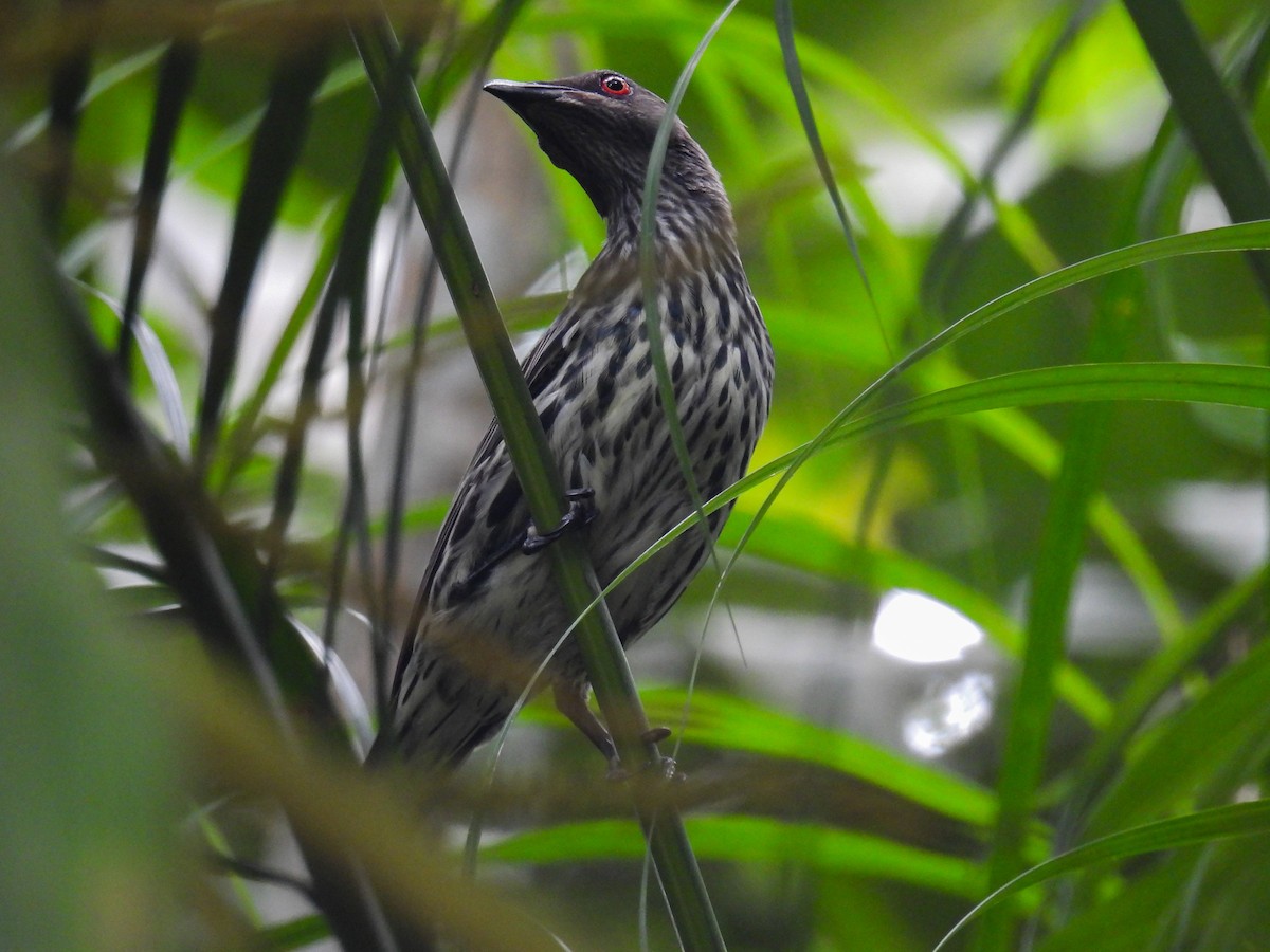 Asian Glossy Starling - ML642645249