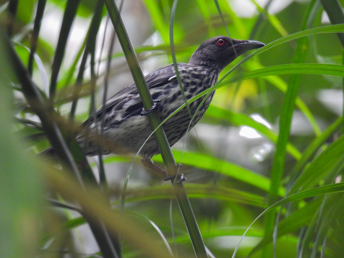 Asian Glossy Starling - ML642645250