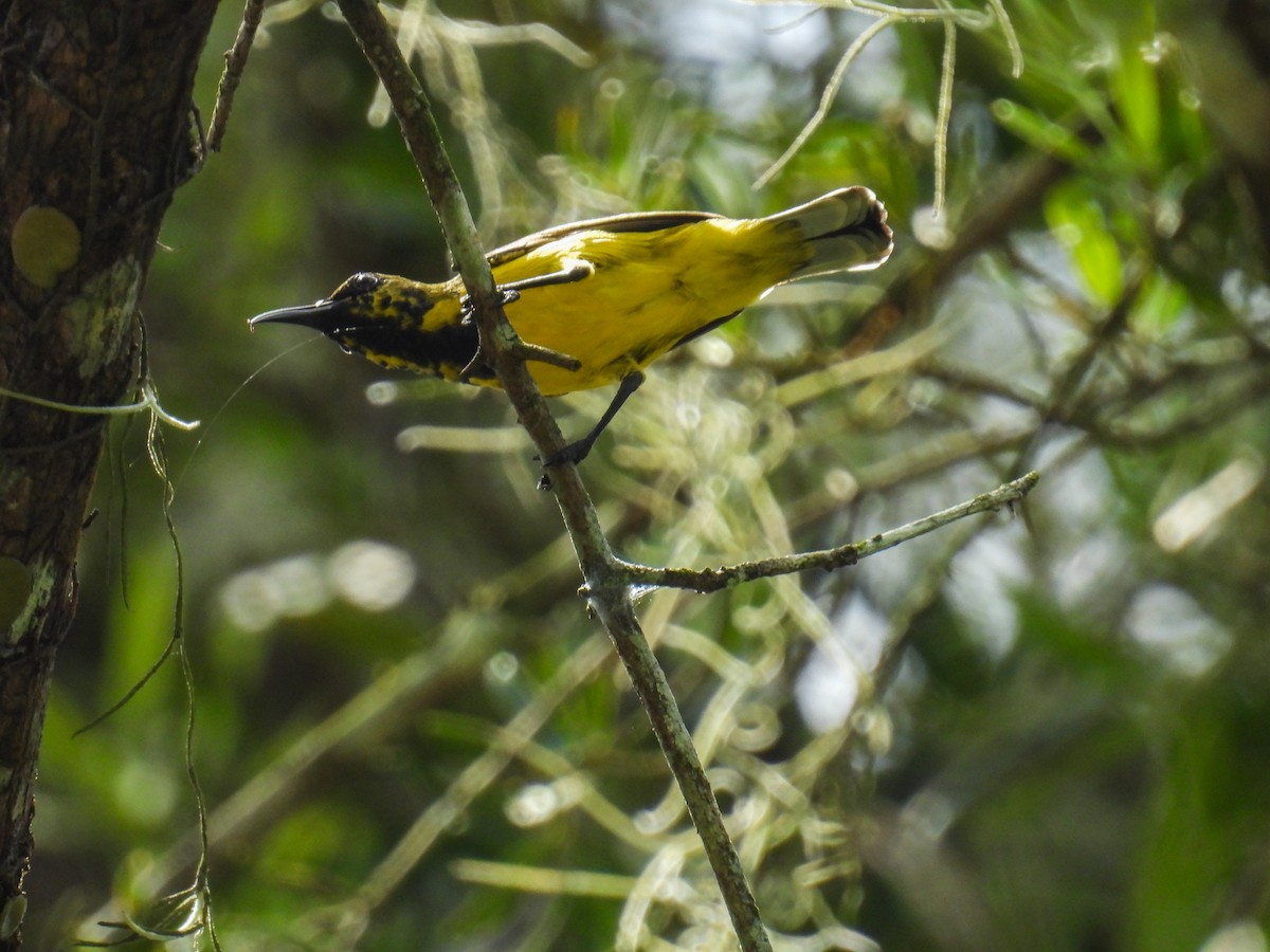 Ornate Sunbird - ML642645277