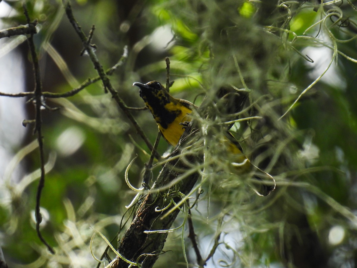 Ornate Sunbird - ML642645278