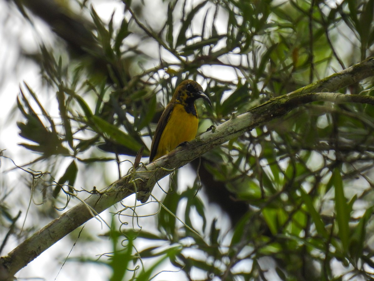 Ornate Sunbird - ML642645279
