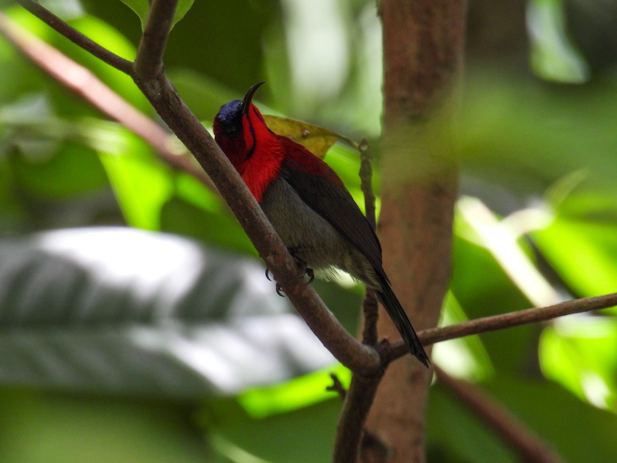 Crimson Sunbird - ML642645284