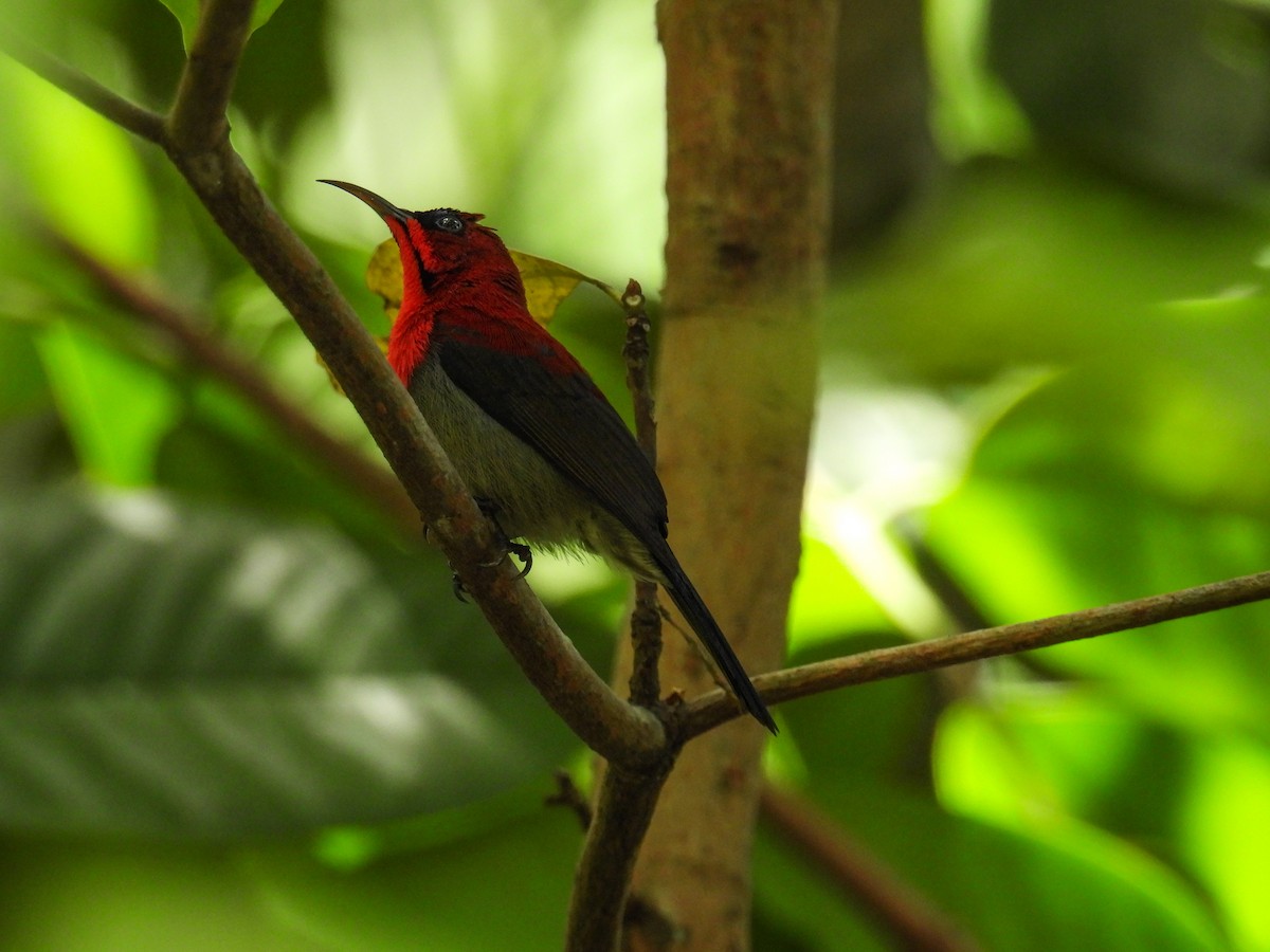 Crimson Sunbird - ML642645285