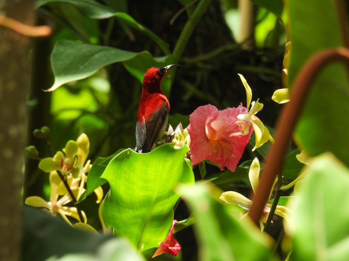 Crimson Sunbird - ML642645287