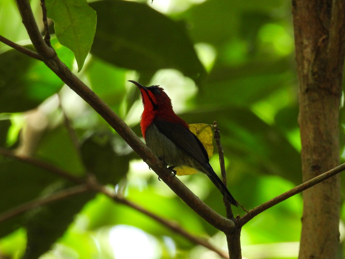 Crimson Sunbird - ML642645288
