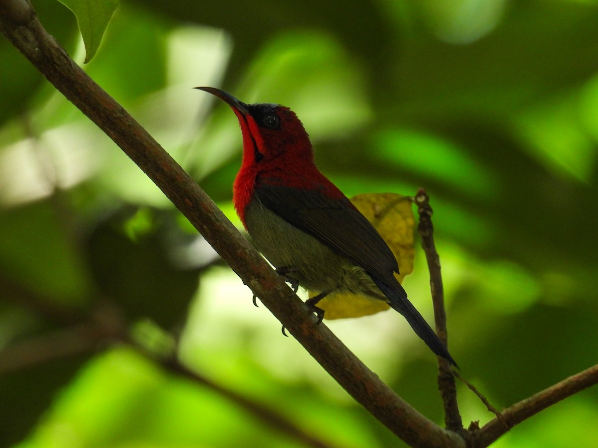 Crimson Sunbird - ML642645289