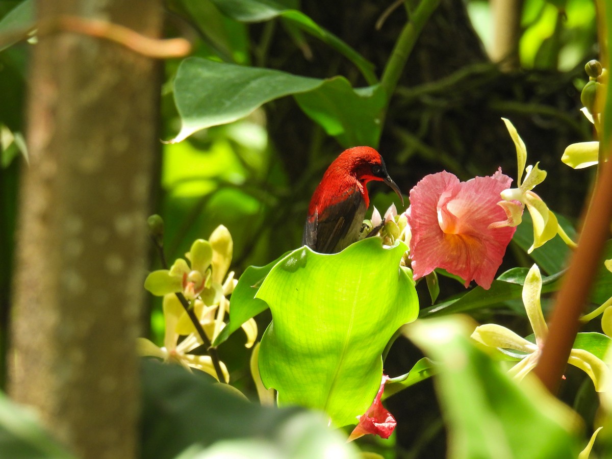Crimson Sunbird - ML642645291