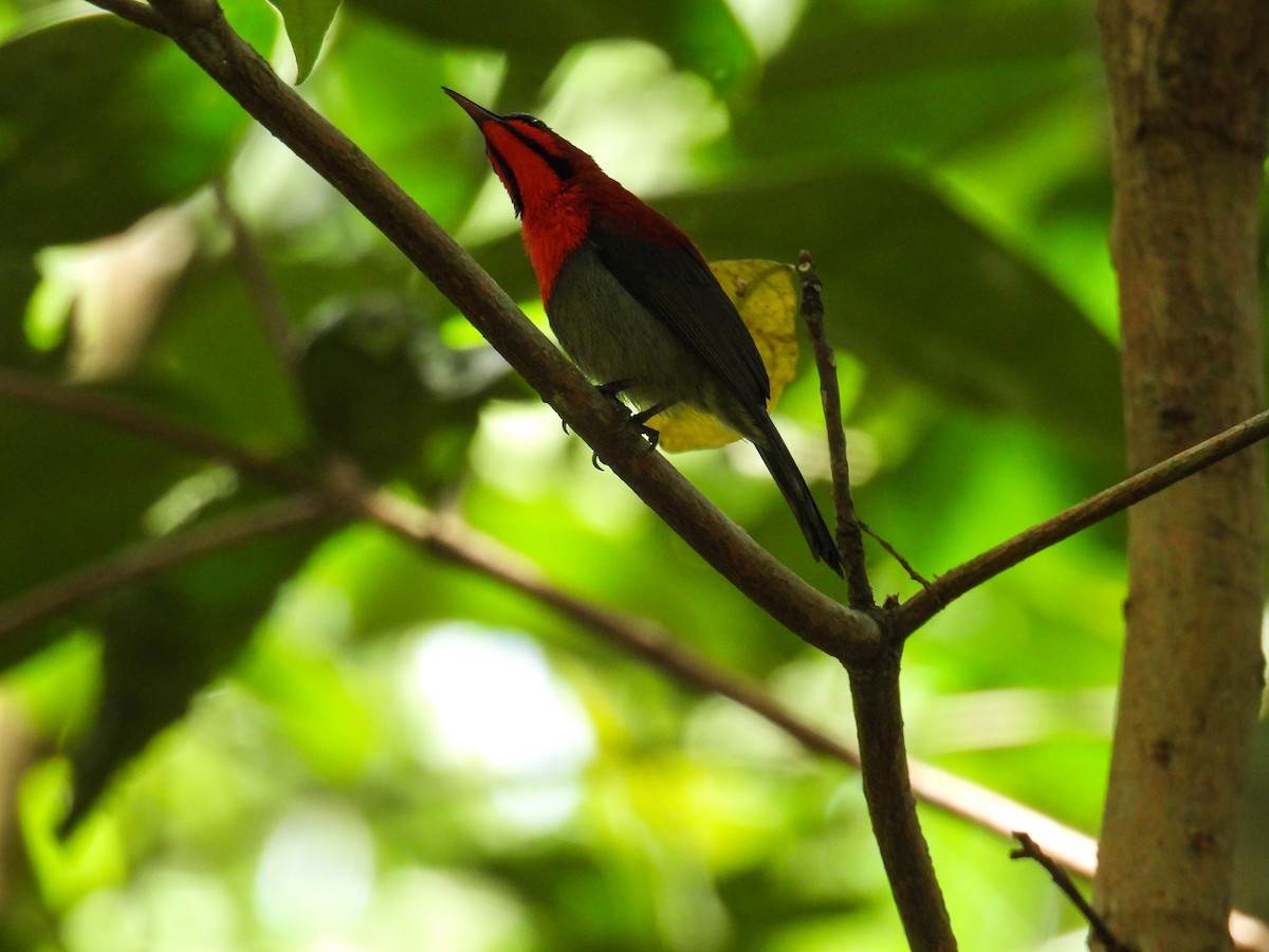 Crimson Sunbird - ML642645293