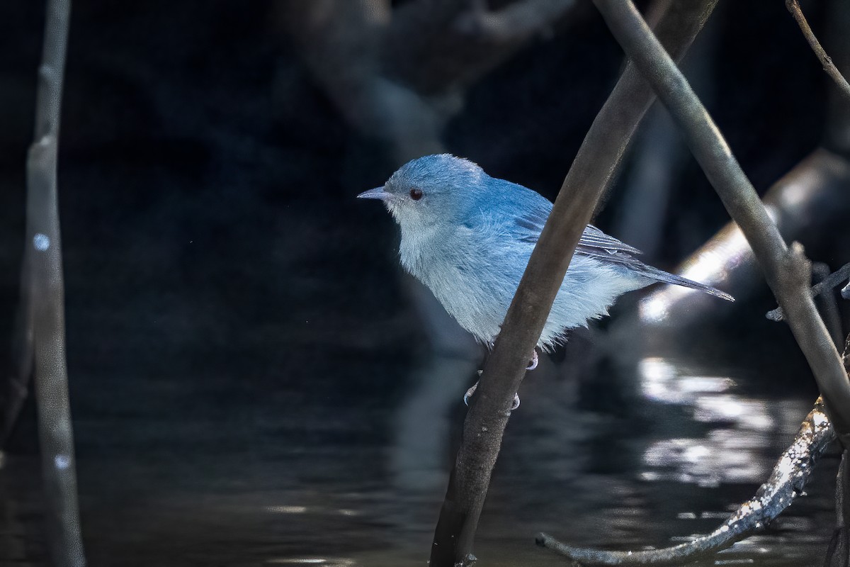 Bicolored Conebill - ML642645310