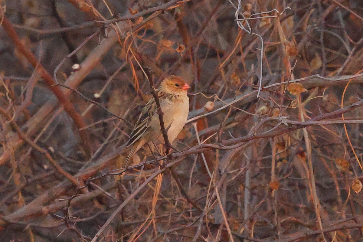 キサキスズメ - ML642645325