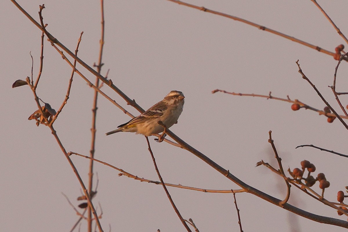 Reichenow's Seedeater - ML642645327