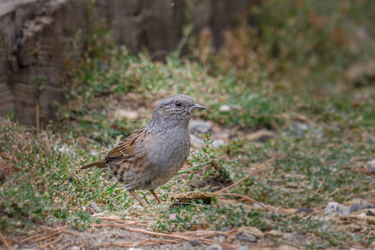 Dunnock - ML642645329