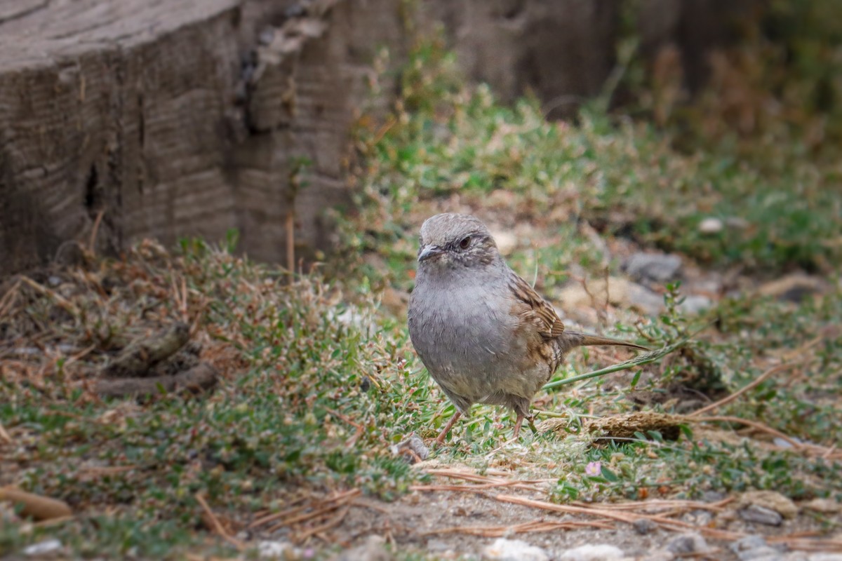 Dunnock - ML642645330
