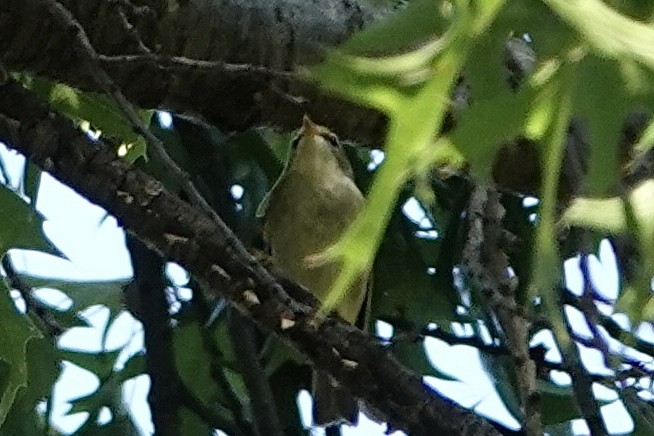 Arctic Warbler - ML642645382