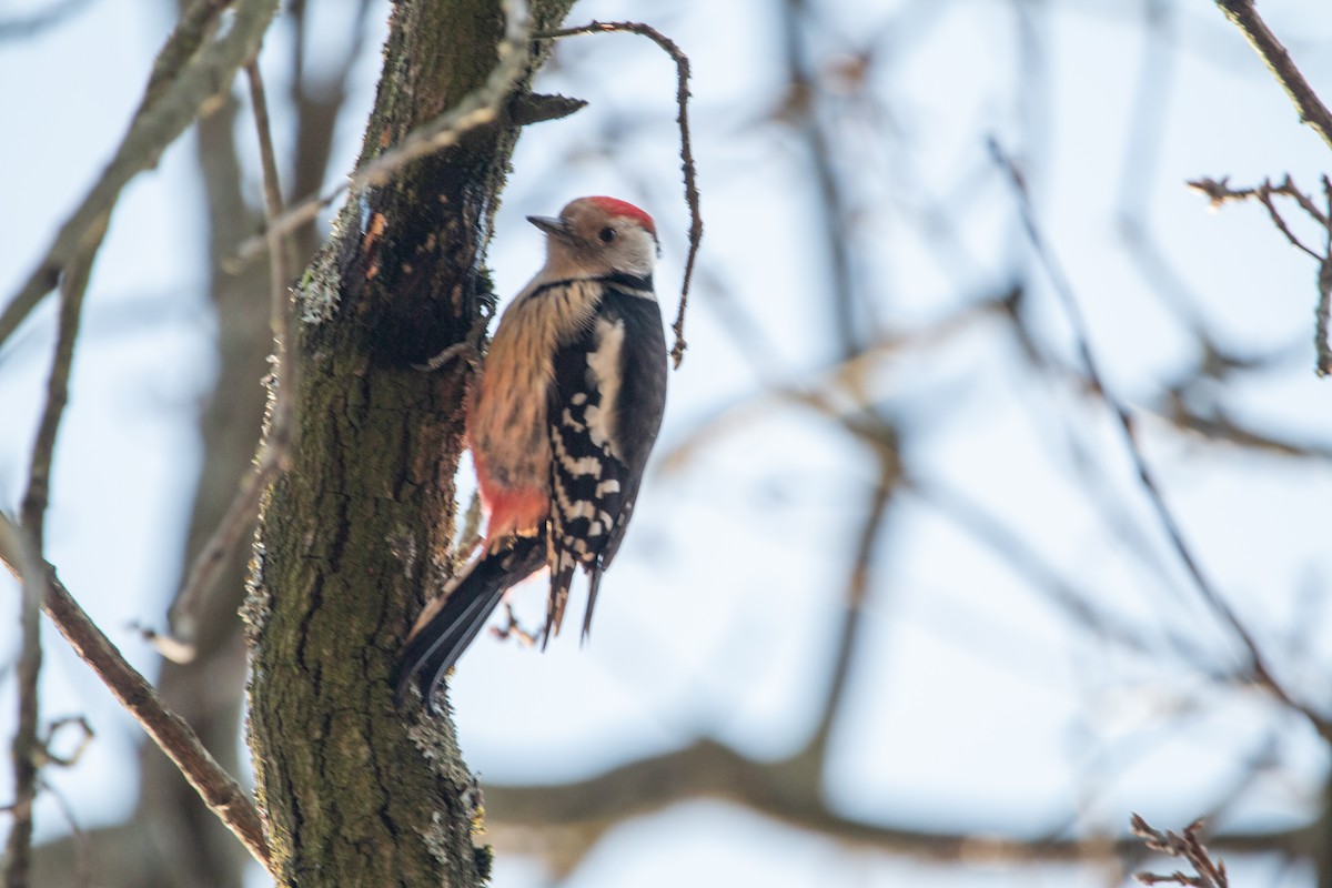 Middle Spotted Woodpecker - ML642645385