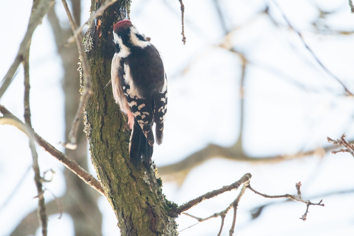 Middle Spotted Woodpecker - ML642645386