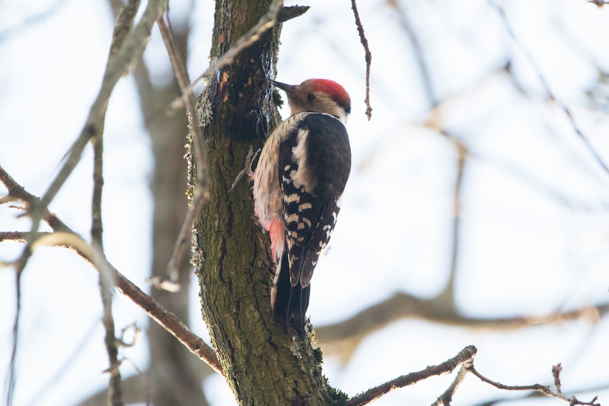 Middle Spotted Woodpecker - ML642645387