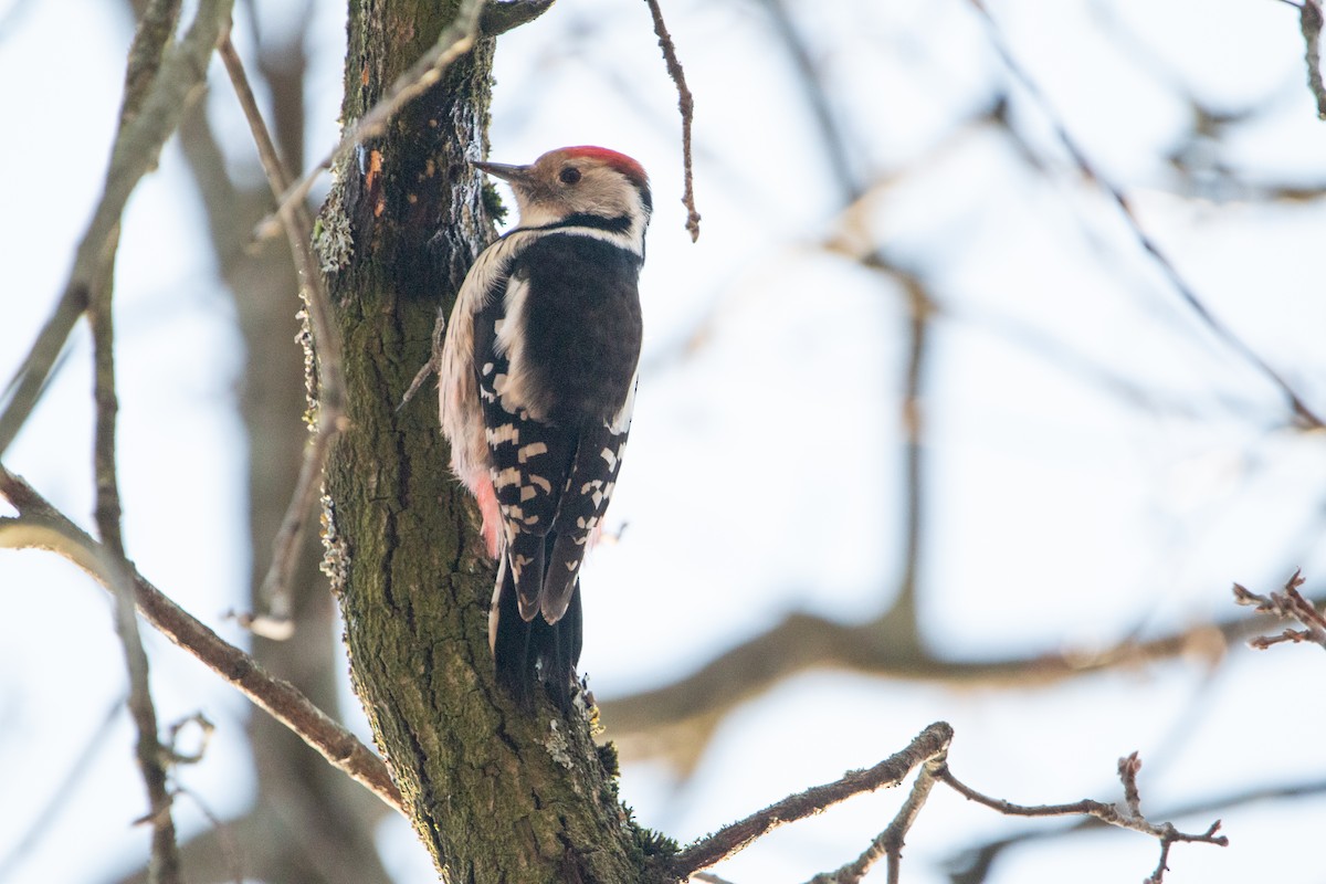 Middle Spotted Woodpecker - ML642645388