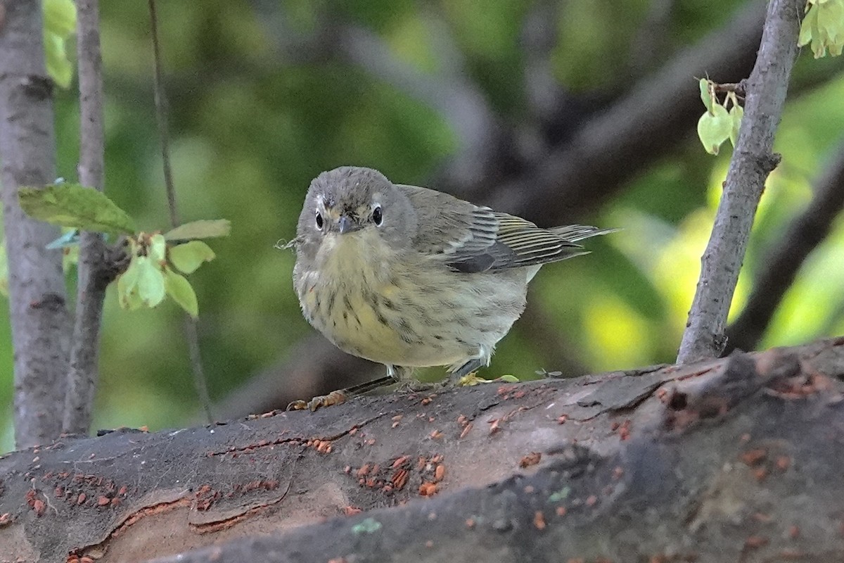 Cape May Warbler - ML642645424