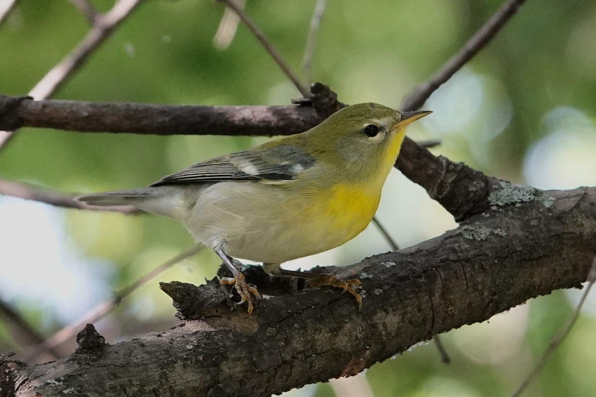 Northern Parula - ML642645435