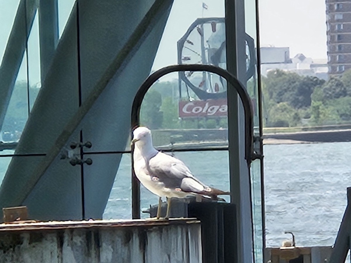 Ring-billed Gull - ML642645448