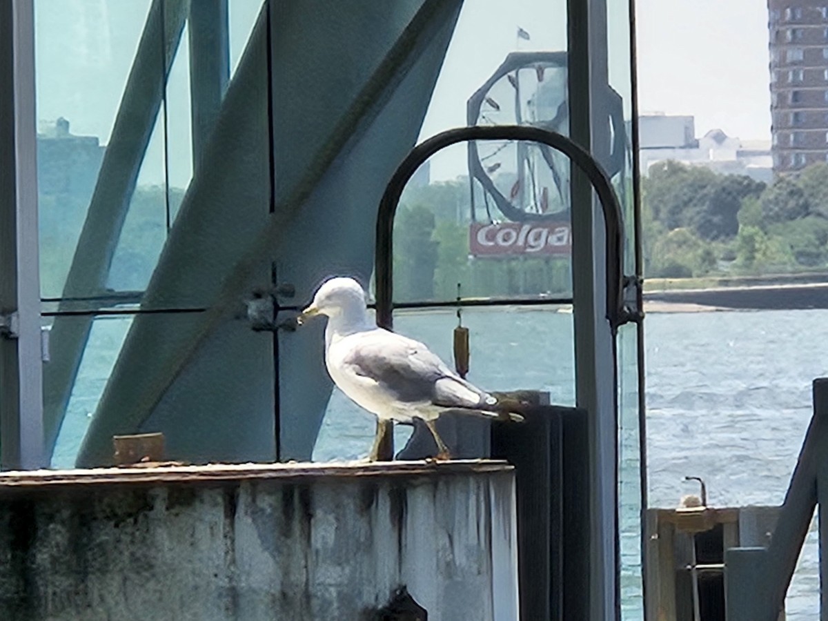 Ring-billed Gull - ML642645449