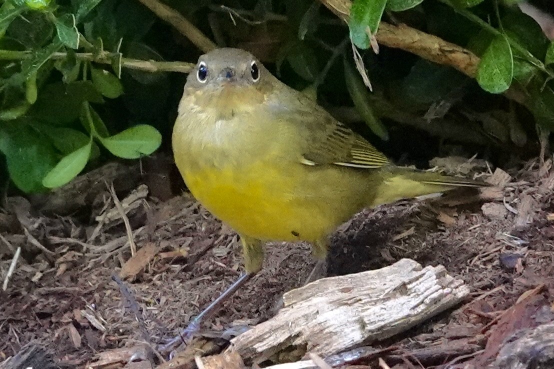 Connecticut Warbler - ML642645453