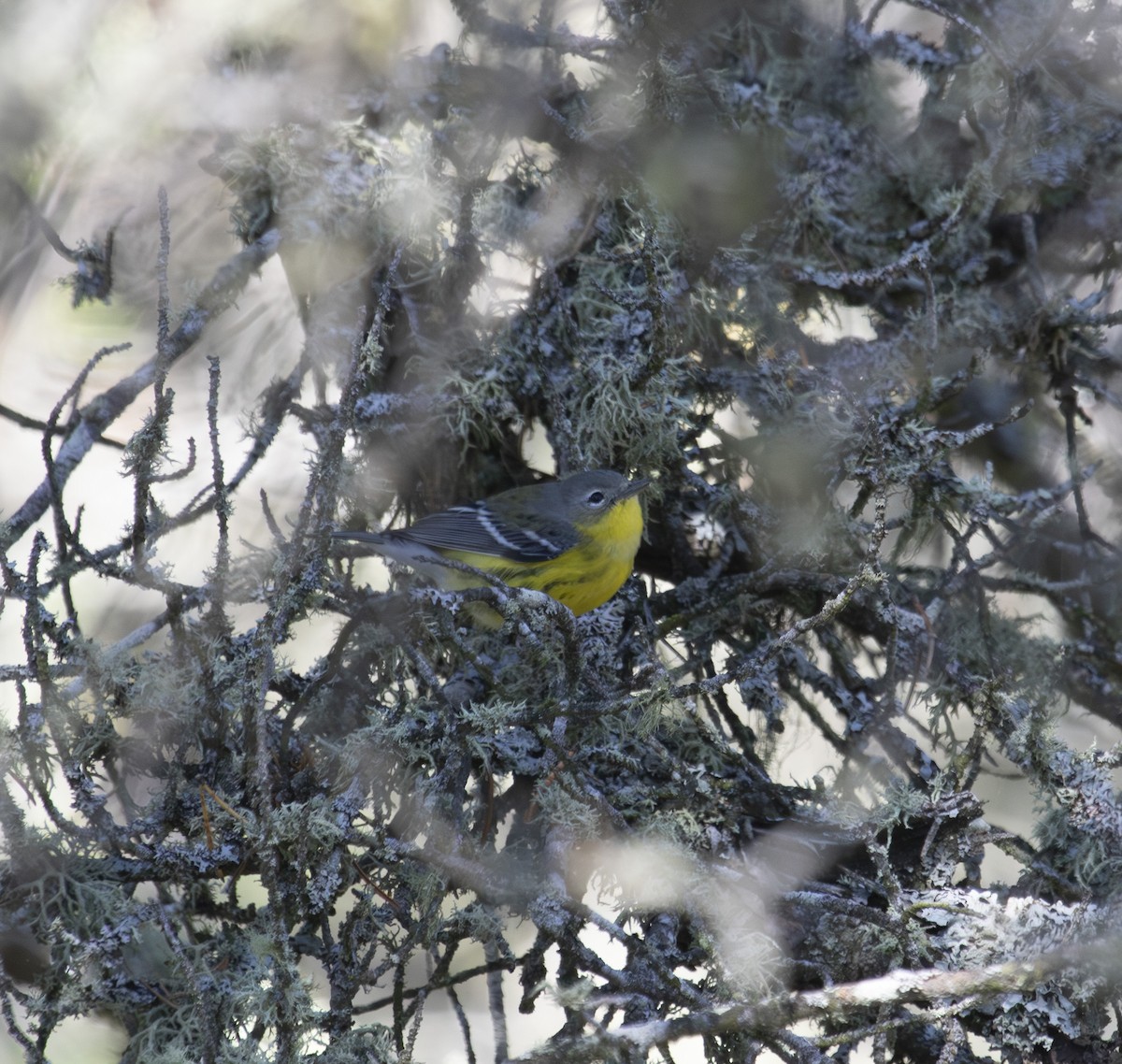 シロオビアメリカムシクイ - ML642645485