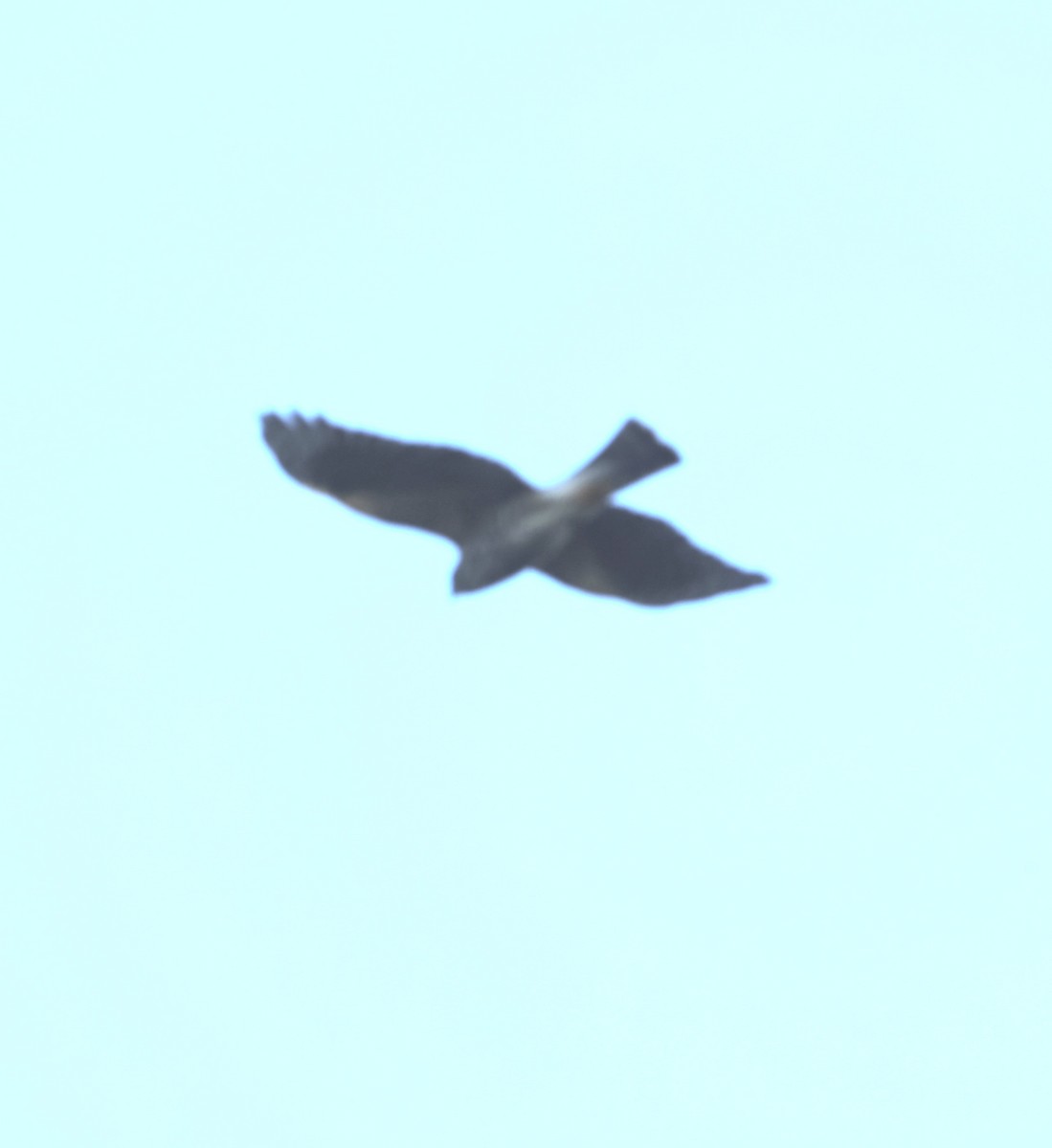 American Goshawk - ML642645487