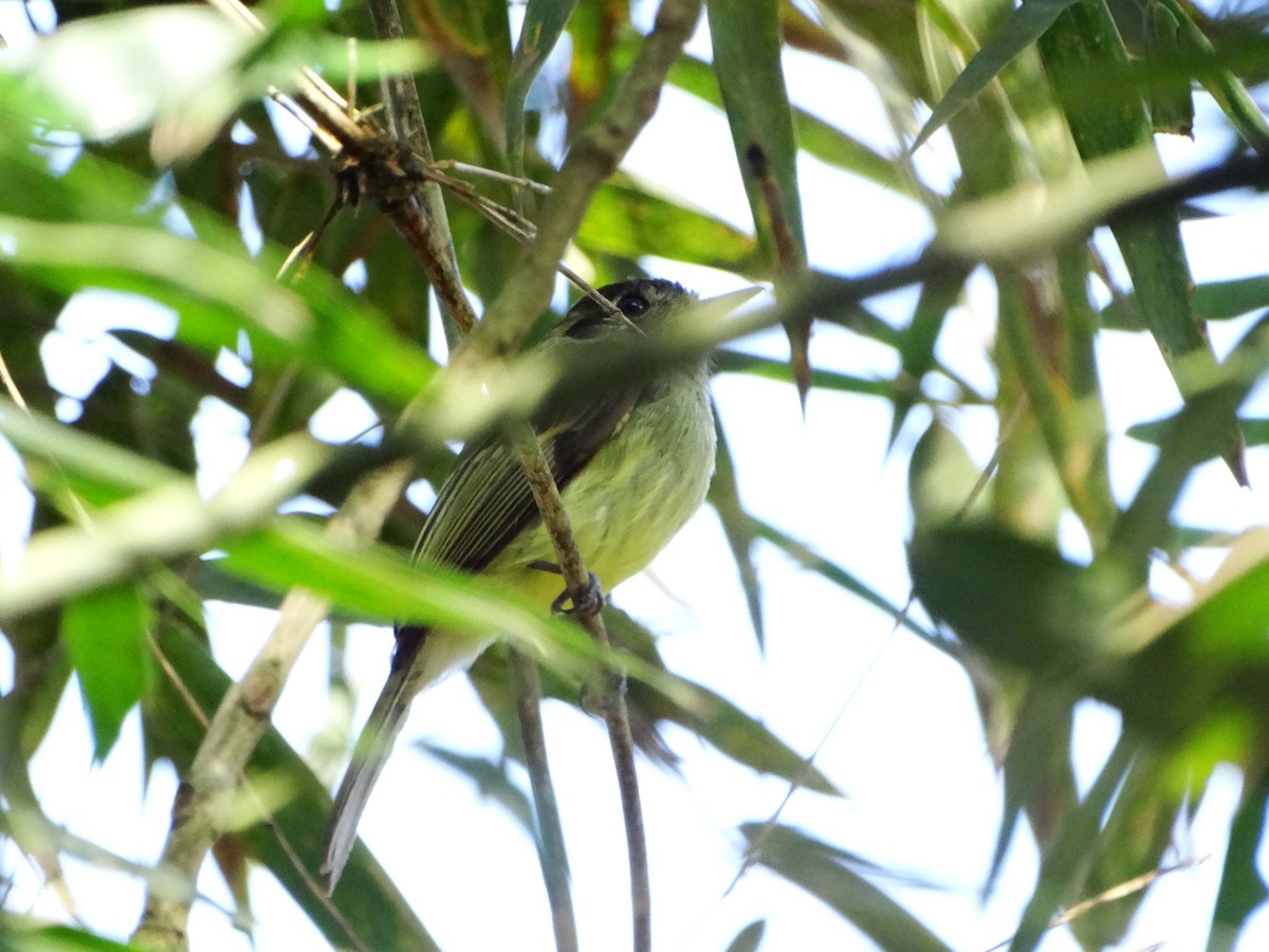 Sepia-capped Flycatcher - ML642645500
