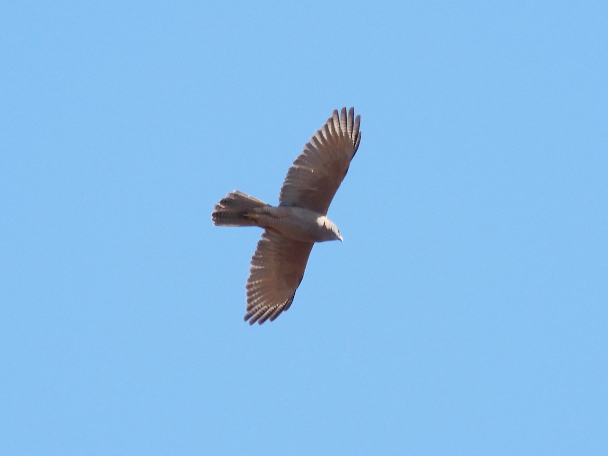 Brown Goshawk - ML642645509