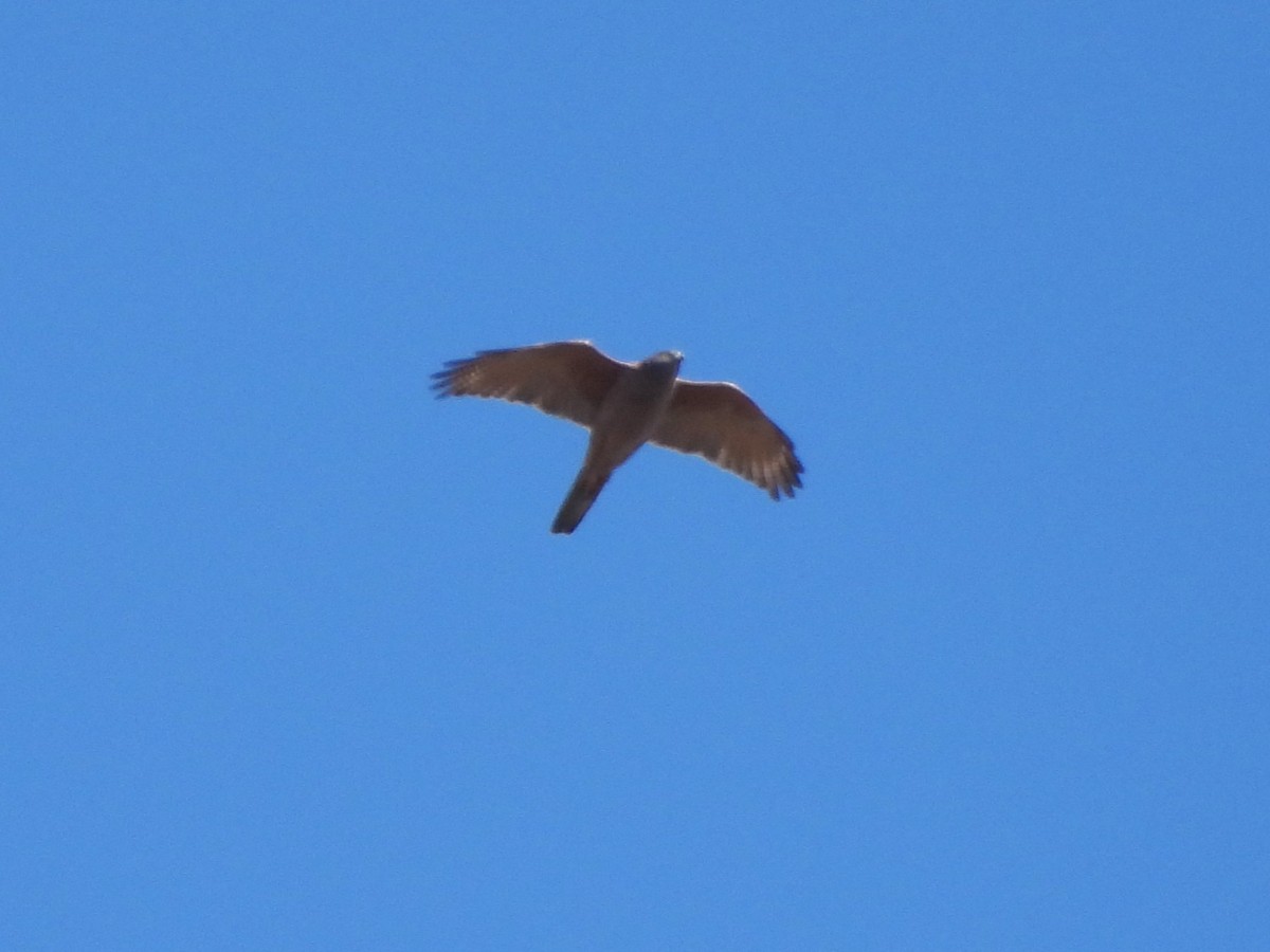 Brown Goshawk - ML642645510