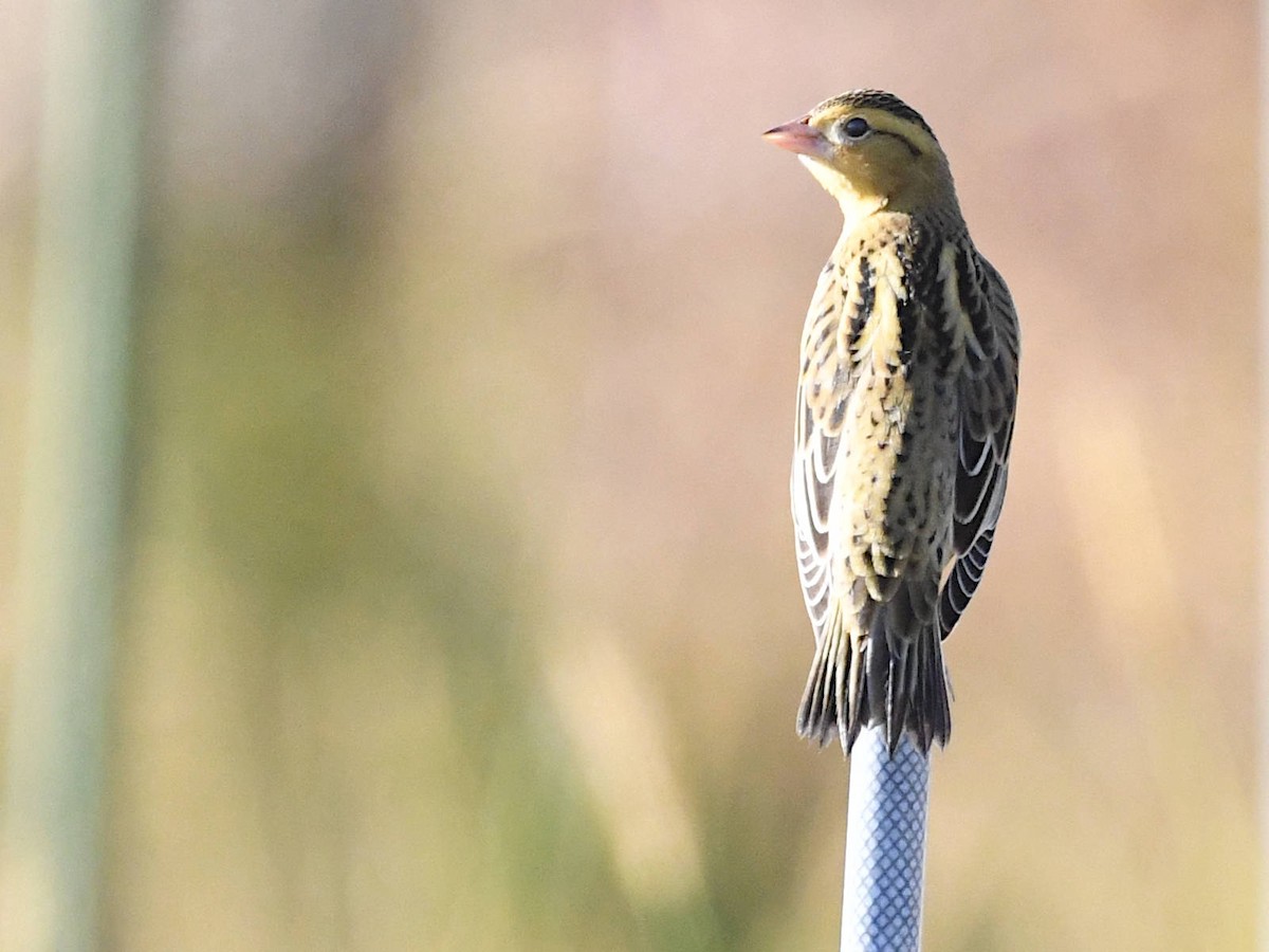 Bobolink - ML642645519